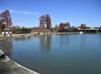 191117 秋川湖 (9).JPG