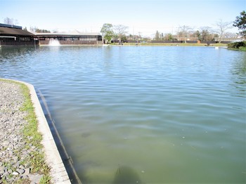 200320秋川湖 (2).JPG