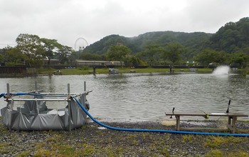 220516秋川湖ボラ (2).JPG